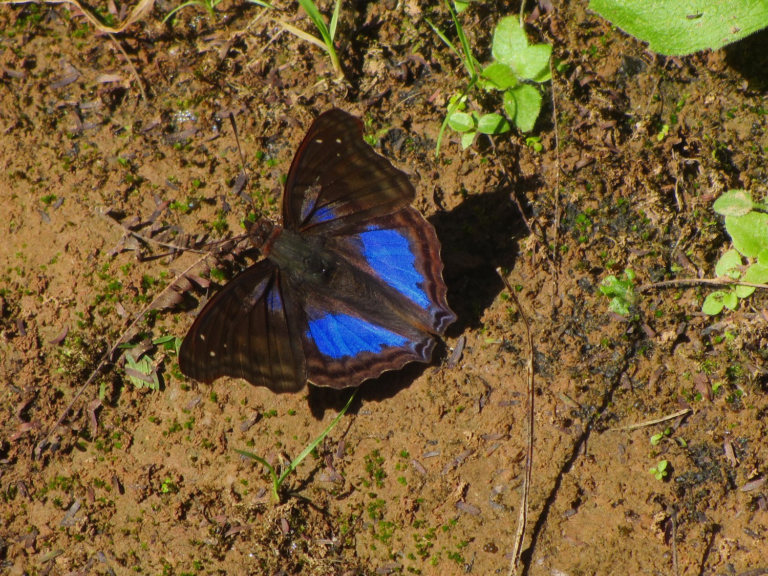 Blue butterfly on shore of Rio Negrito I